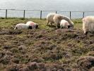 Les collines douces hebergent des tas de petits moutons qui ne sont pas particulièrement génés par les touristes