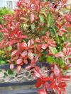 Joli arbuste à feuilles rouges