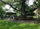 Cet arbre centenaire et fantastique entouré de bancs est un point de raliement des visiteurs