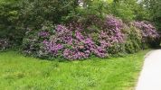 Un gros massif de rhododendrons mauves