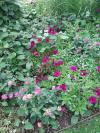 Tout au long du parcours on rencontre des carrés fleuris