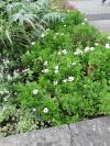 Le parvis est aussi fleuri que le jardin