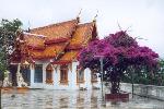 Le temple de Wat Phra That Doi Suthep, un bougainvillier