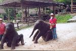 Ecole des éléphants : l’accueil