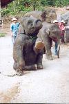 Ecole des éléphants : l’accueil
