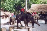 Ecole des éléphants : Le show