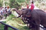 Ecole des éléphants : Le salut final ( toute offrande est volontiers acceptée )