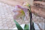 La serre des orchidées