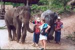 L’école des éléphants : l’accueil