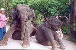 L’école des éléphants : l’accueil