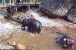 L’école des éléphants : le bain