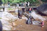 L’école des éléphants : le bain