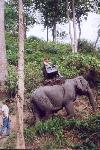 L’école des éléphants : la balade