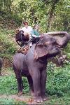 L’école des éléphants : la balade. Pour la conduite, zéro : il préfère quémander que d’avancer !!!
