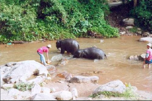 Ecole des éléphants : Le bain.