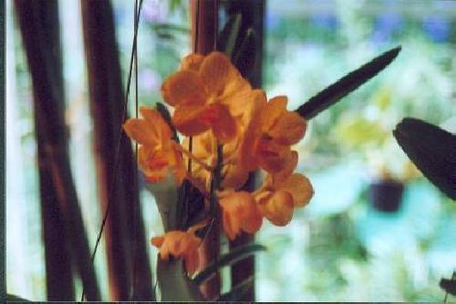 La serre des orchidées
