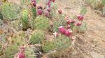 Opuntia phaecanthia (Prickly Pear Cactus)