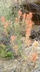 Castilleja Linariifolia (Wyoming Indian Paintbrush)
