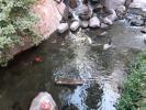 Le parc au Flamingo Hotel - On aprçoit un Cyprinus carpio (Ide Nishikigoi-ô ou Koi)