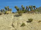 Cactus Yucca