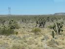 Cactus Yucca