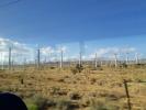 Alta Wind : la forêt des éoliennes. Impressionnant ce qu&rsquo;il y en a.