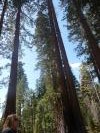 Les séquoias font en moyenne 80 m