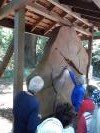 Le parc possède aussi un certain nombre de séquoias