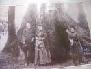 Arbre remarquable. Il s&rsquo;agit du  "General Fremont" devant lequel cet autre général pose avec sa famille.