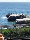 Colonie de cormorans