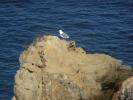 La pointe avec sa mouette