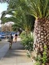 Les palmiers le long de Dolores Street