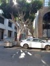 Type d&rsquo;arbre qu&rsquo;on rencontre partout dans les rues de San Francisco