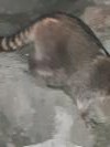 Ce soir là nous avons dérangé un raton laveur qui se promenait au bord de Treasure Island